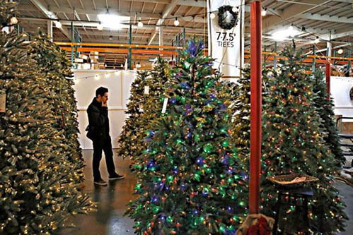 美国今冬面临圣诞树涨价